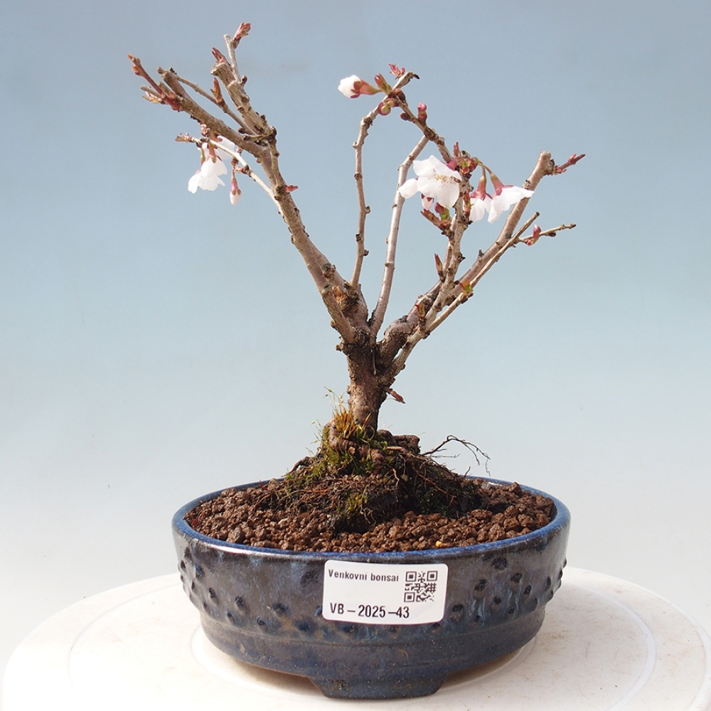 Vonkajší bonsai - Prunus incisa Kojou-no mai-Slivoň vyrezaná