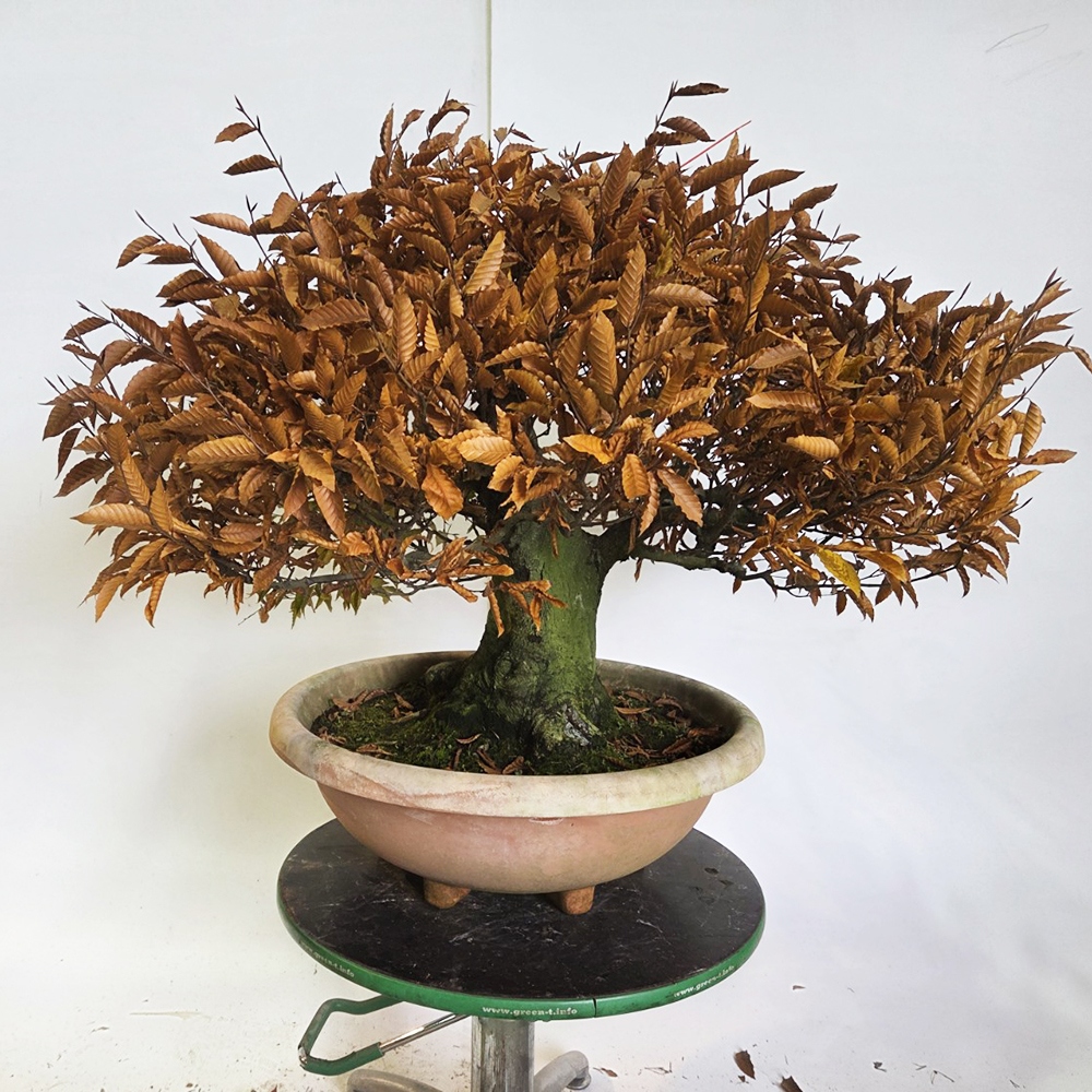 Vonkajšie bonsai -Fagus crenata