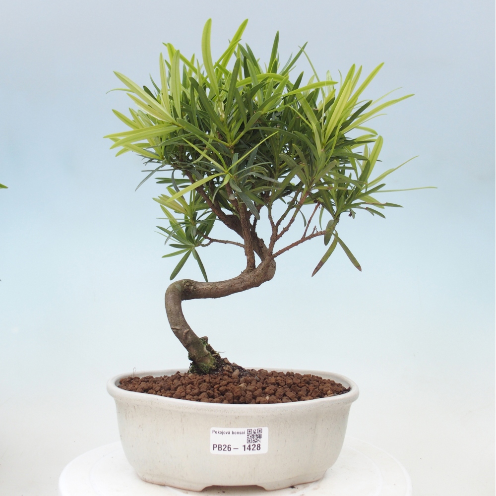 Izbové bonsaje - Podocarpus - Kamenný tis