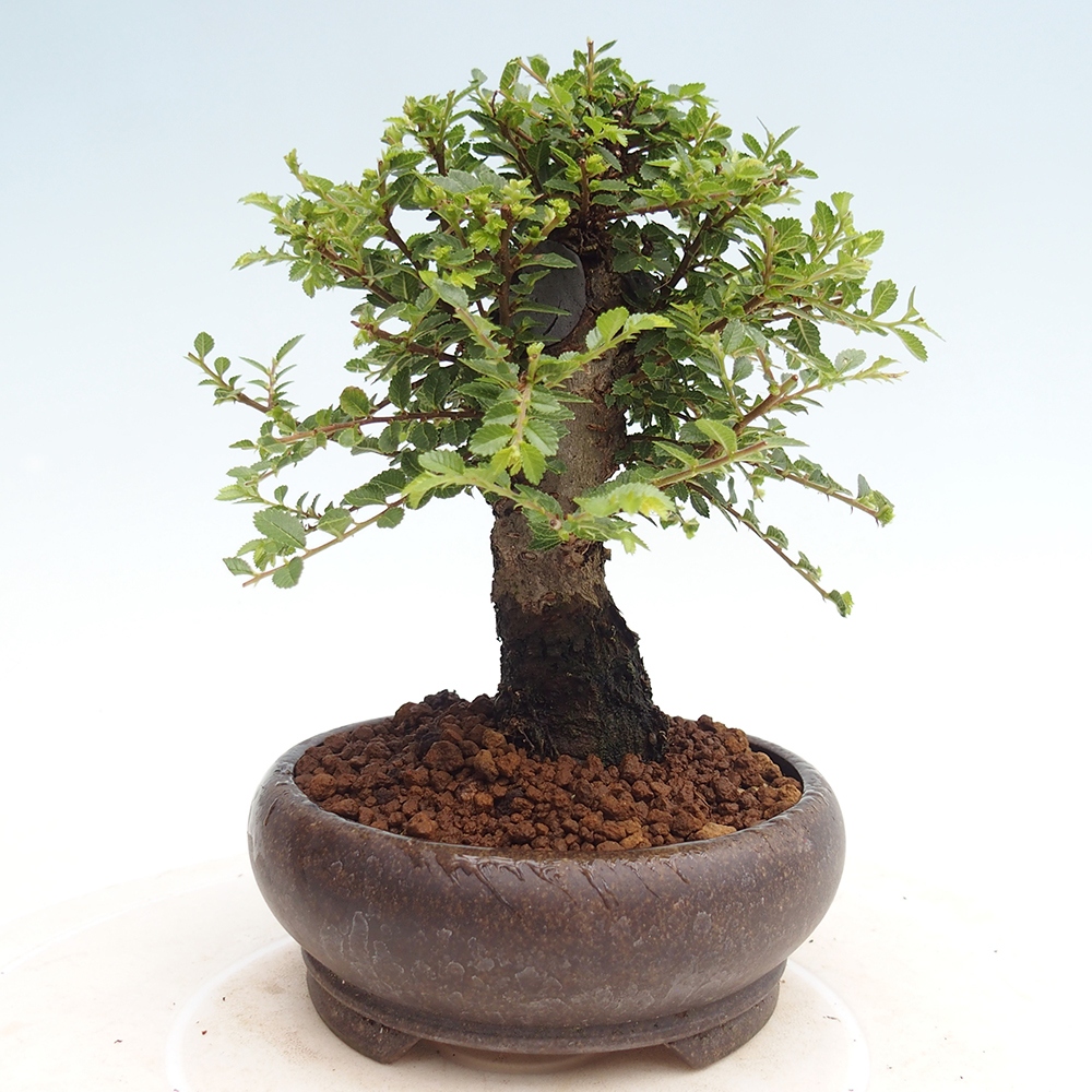 Vonkajší bonsai - Ulmus parvifolia Hokkaido - brest Čínsky