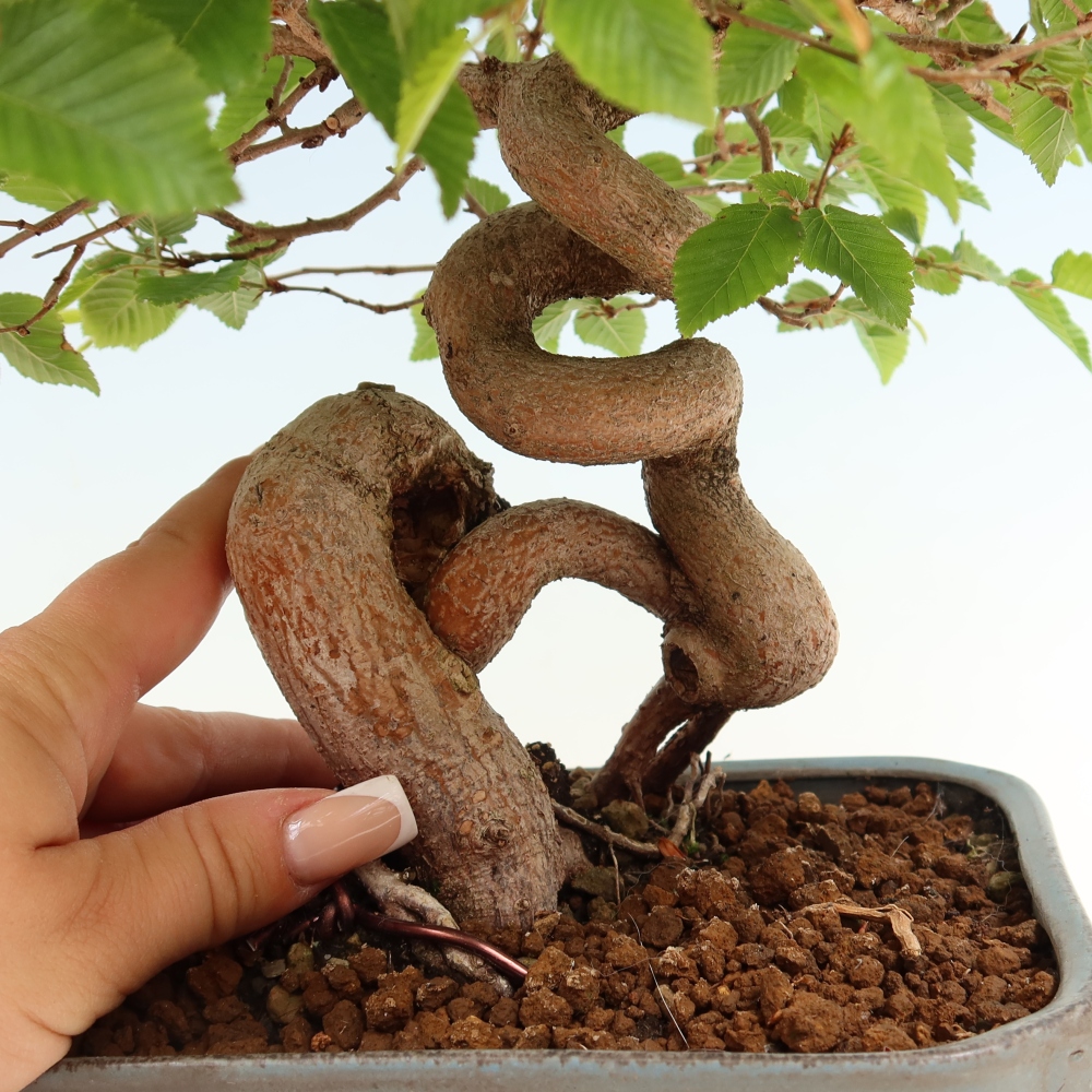 Vonkajší bonsaj -Carpinus coreana - Hrab kórejský