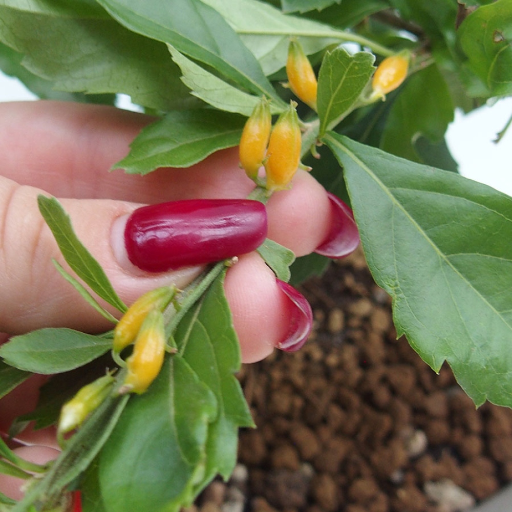 Izbové bonsaje - Duranta repens -Duranta