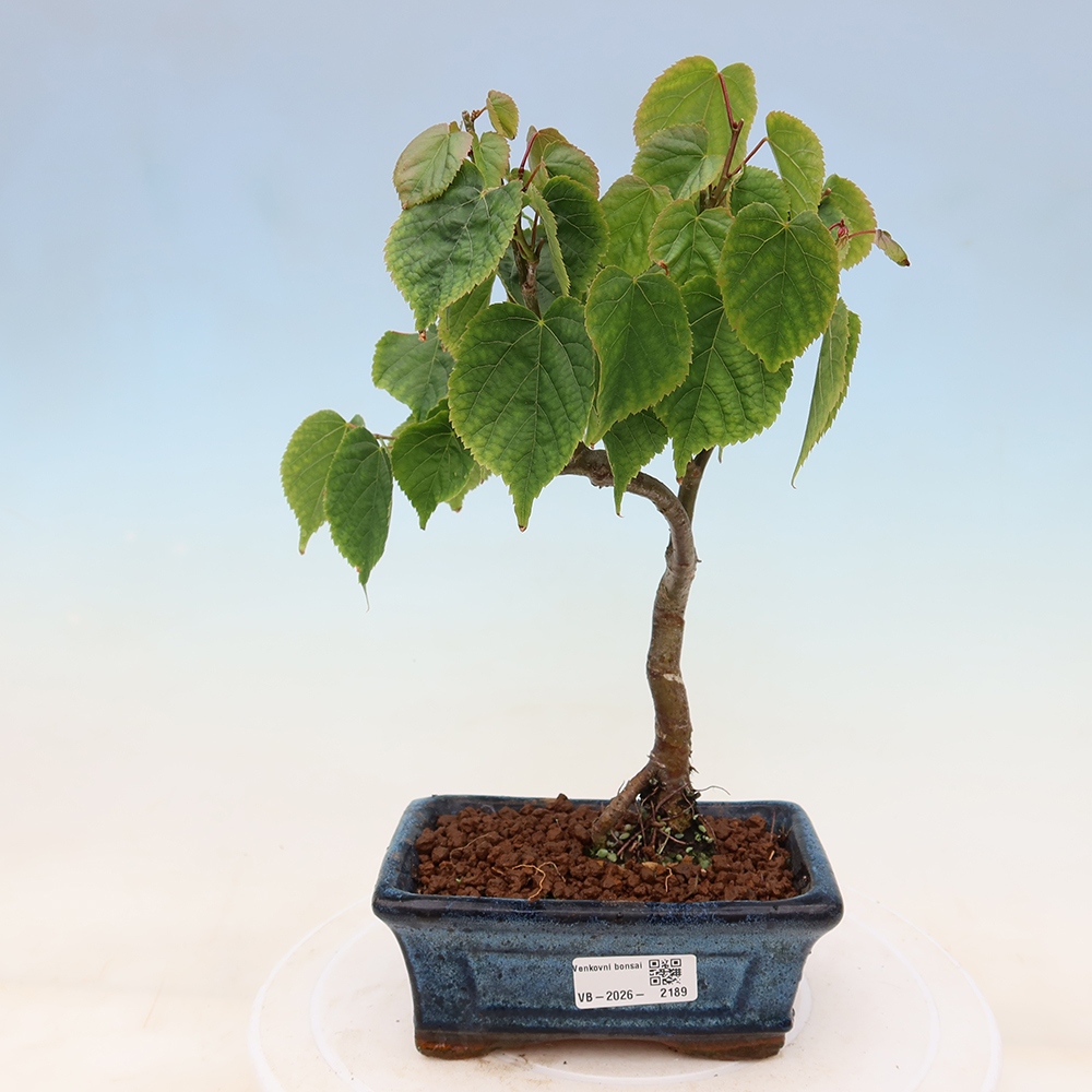 Vonkajší bonsai – lipa srdcovitá – Tilia cordata