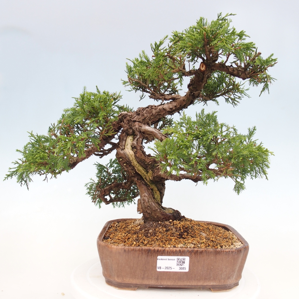 Vonkajší bonsai - Juniperus chinensis Itoigawa -Jalovec čínsky