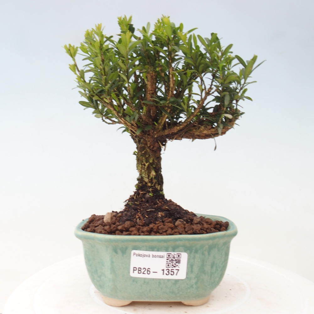 Izbové bonsaje - Buxus harlandii - korkový buxus