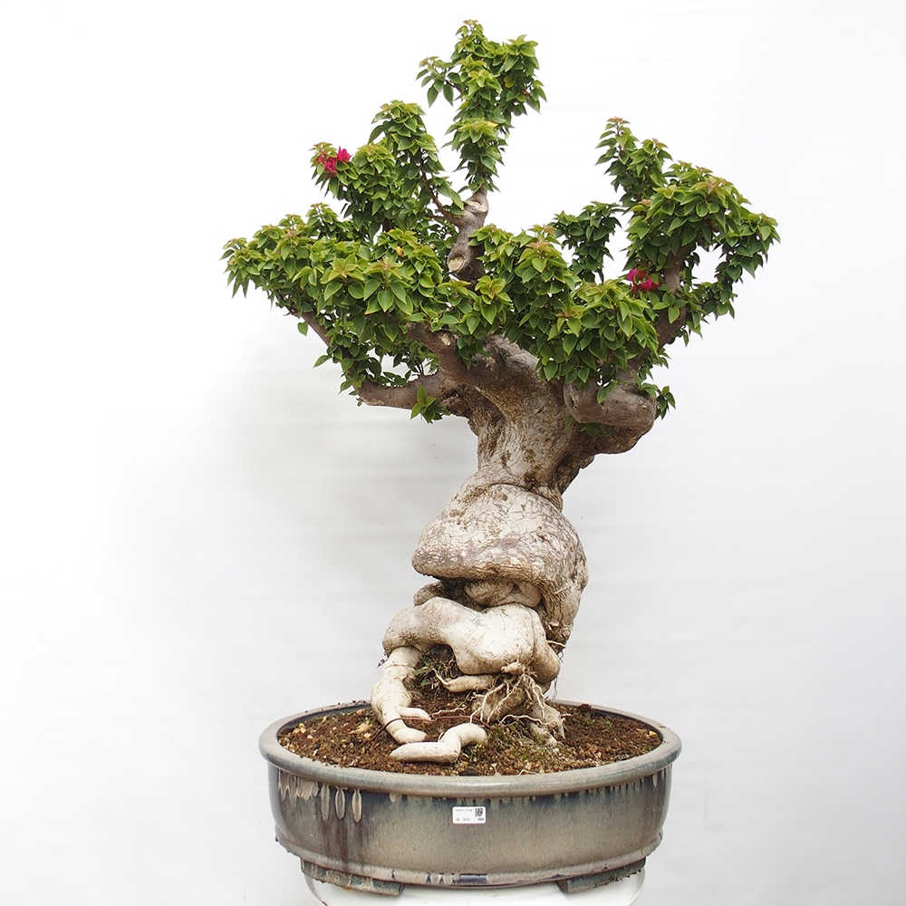Izbová bonsai - Bouganwilea