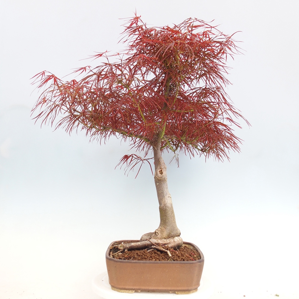 Vonkajší bonsai - Javor dlanitolistý - Acer palmatum RED PYGMY