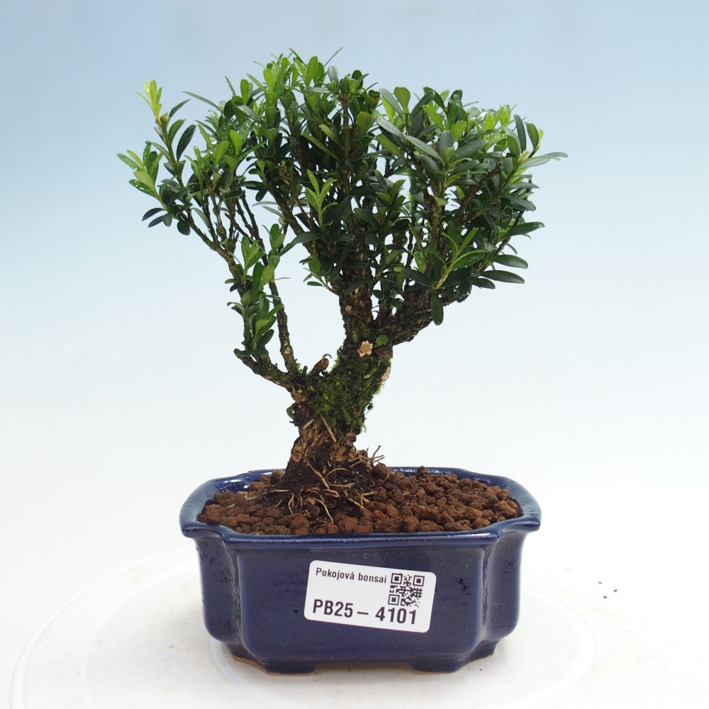 Izbové bonsaje - Buxus harlandii - korkový buxus