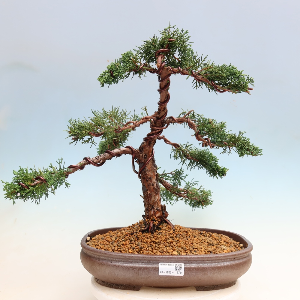 Vonkajší bonsaj - Juniperus chinensis Kishu
