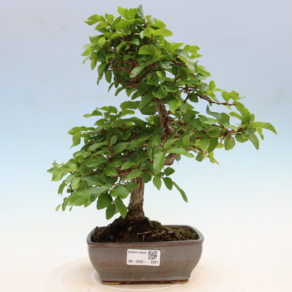 Vonkajší bonsaj -Carpinus coreana - Hrab kórejský