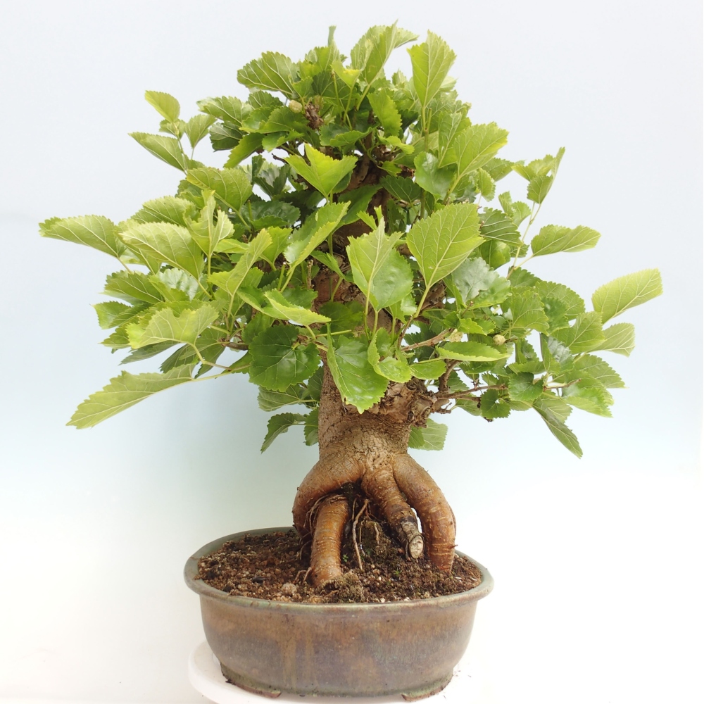 Vonkajšie bonsai -Morus albumy - moruše