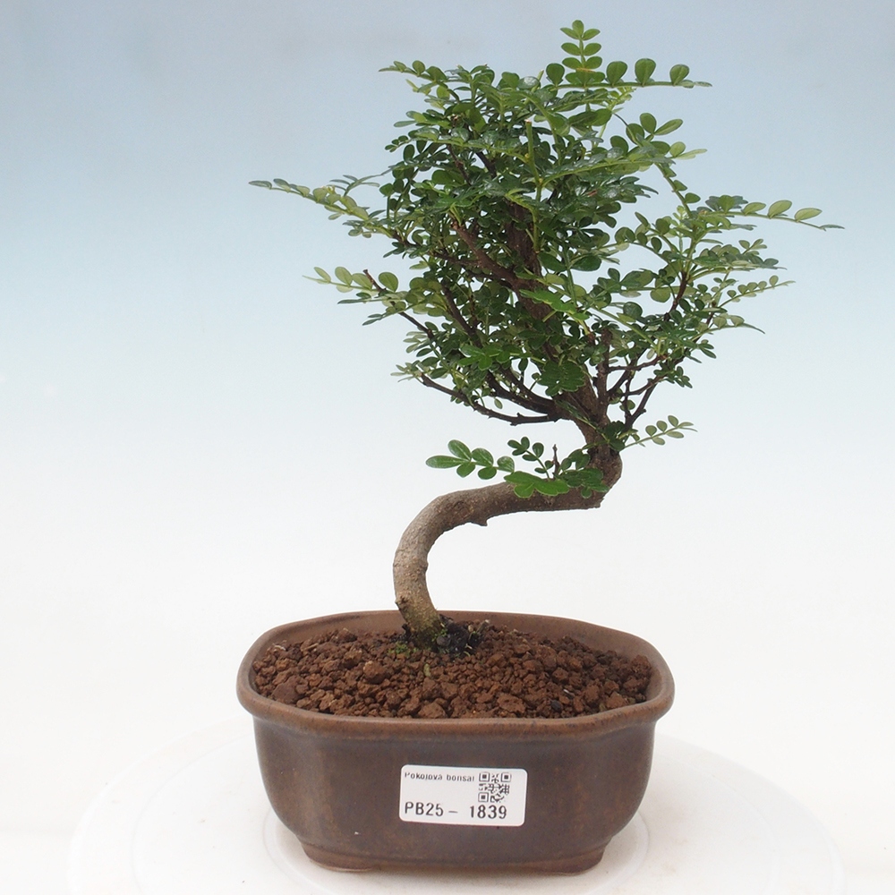 Izbová bonsai - Zantoxylum piperitum - piepor