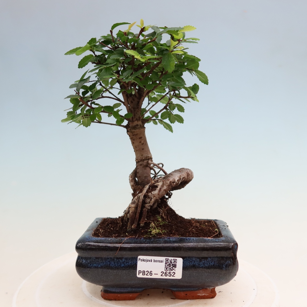 Izbový bonsaj - Ulmus parvifolia - brest malolistý
