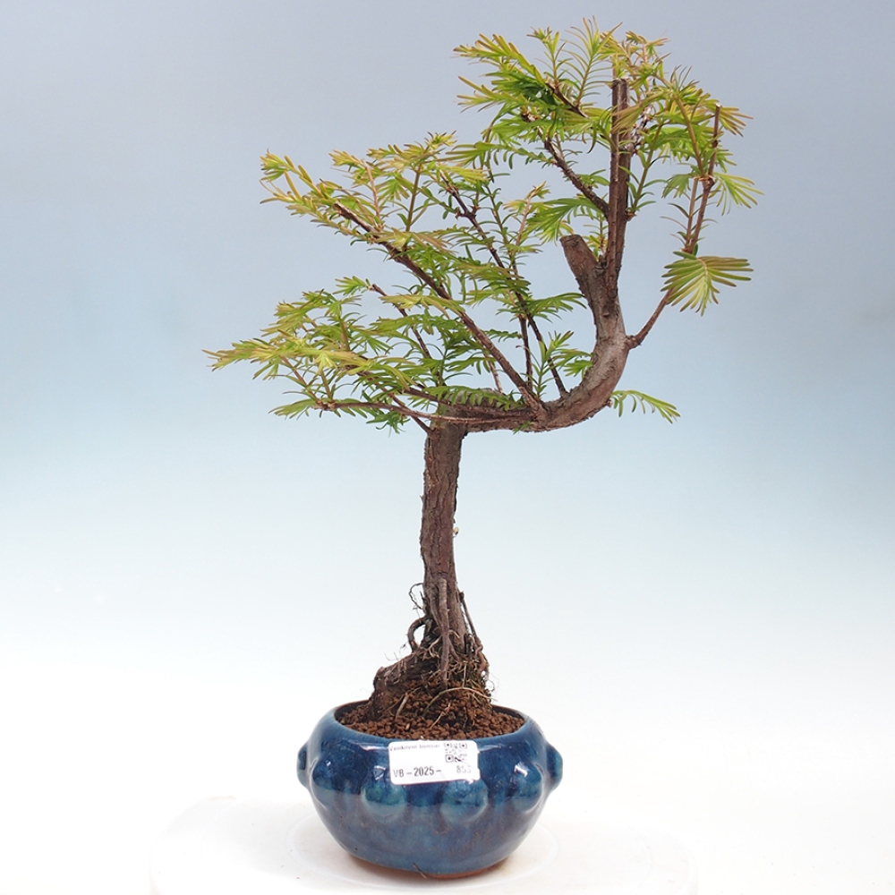 Vonkajšie bonsai - Metasequoia glyptostroboides - Metasekvoja Čínska