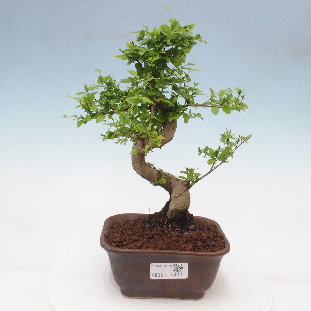 Izbová bonsai -Ligustrum chinensis - Vtáčí zob