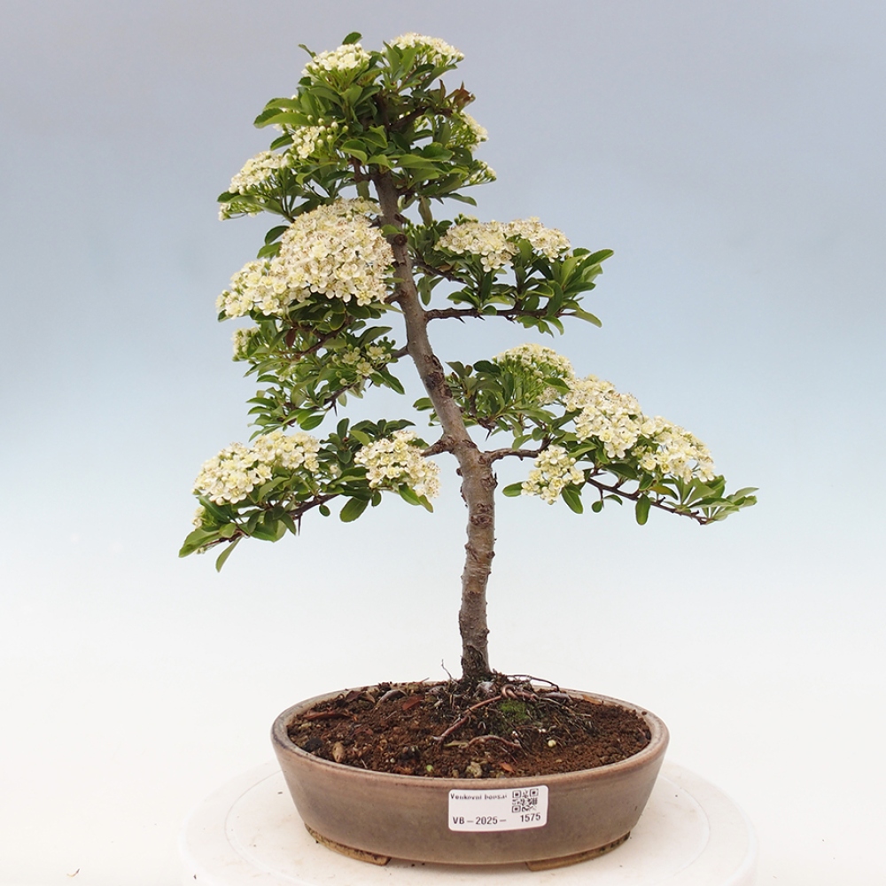 Vonkajšia bonsai-Pyracanta Teton -Hlohyně