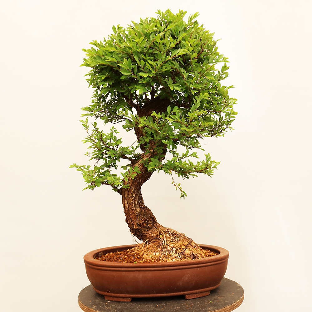 Vonkajšie bonsai - Zelkova - Zelkova NIRE