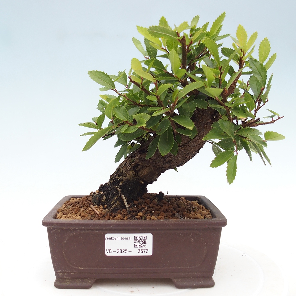 Vonkajšie bonsaje - Zelkova - Zelkova NIRE
