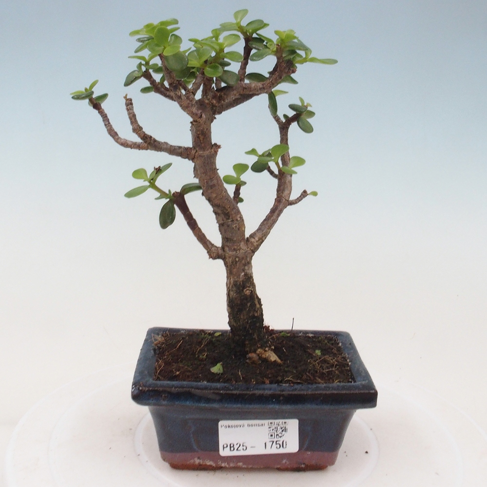 Izbová bonsai - Portulakaria Afra - Tlustice