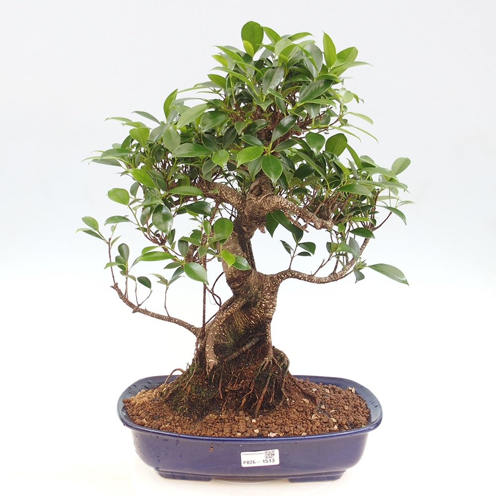 Izbové bonsaje - Ficus kimmen - drobnolistý fikus