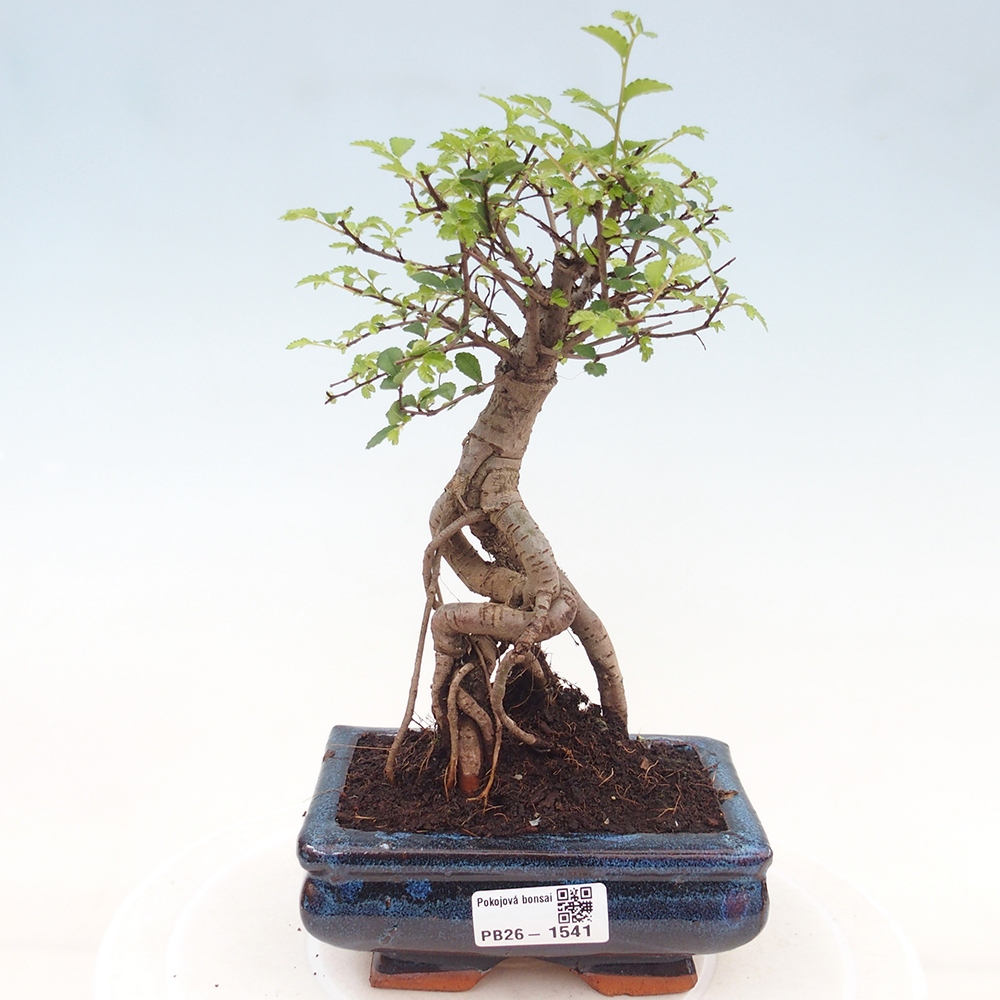 Izbový bonsaj - Ulmus parvifolia - brest malolistý