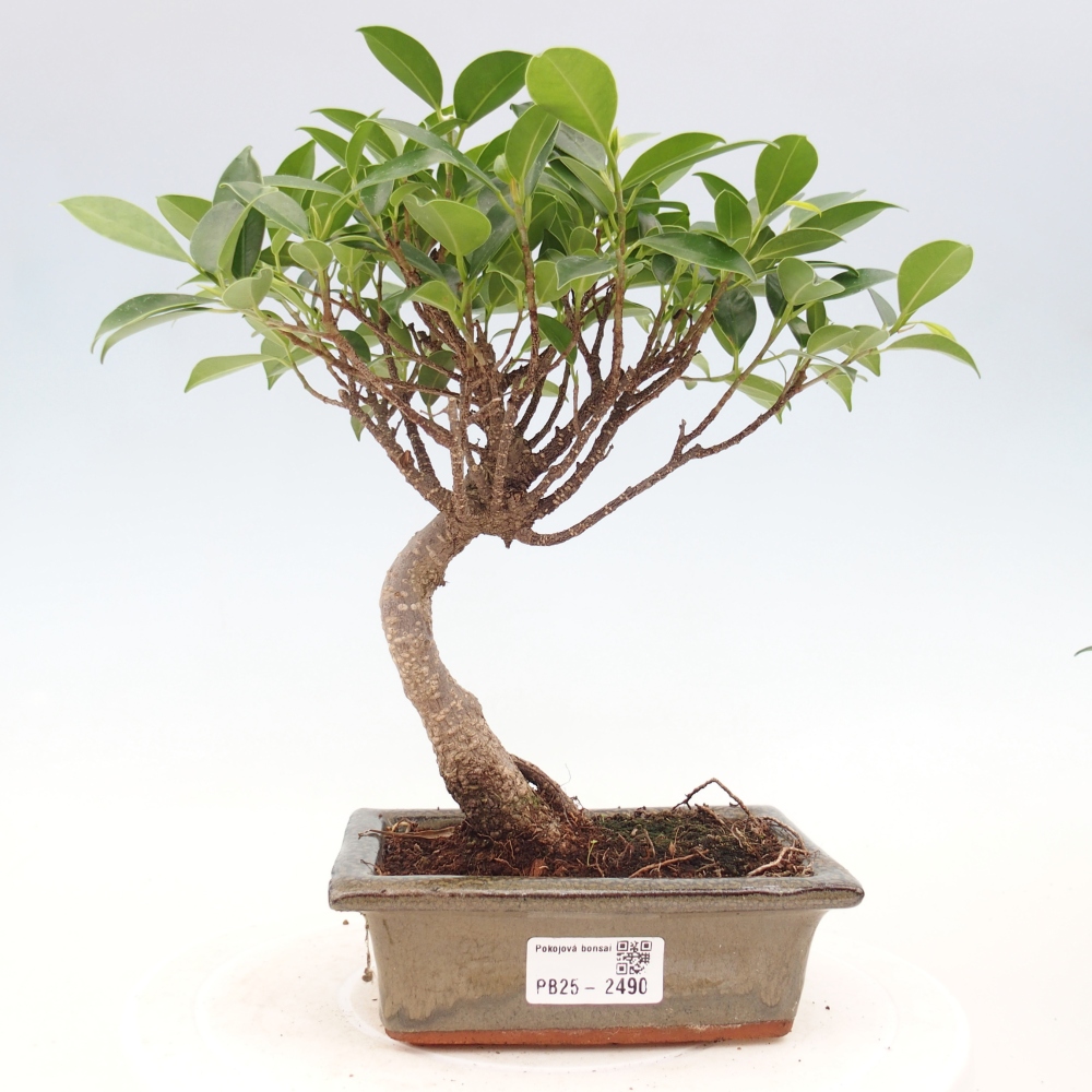 Izbová bonsai - Ficus retusa - malolistý fikus