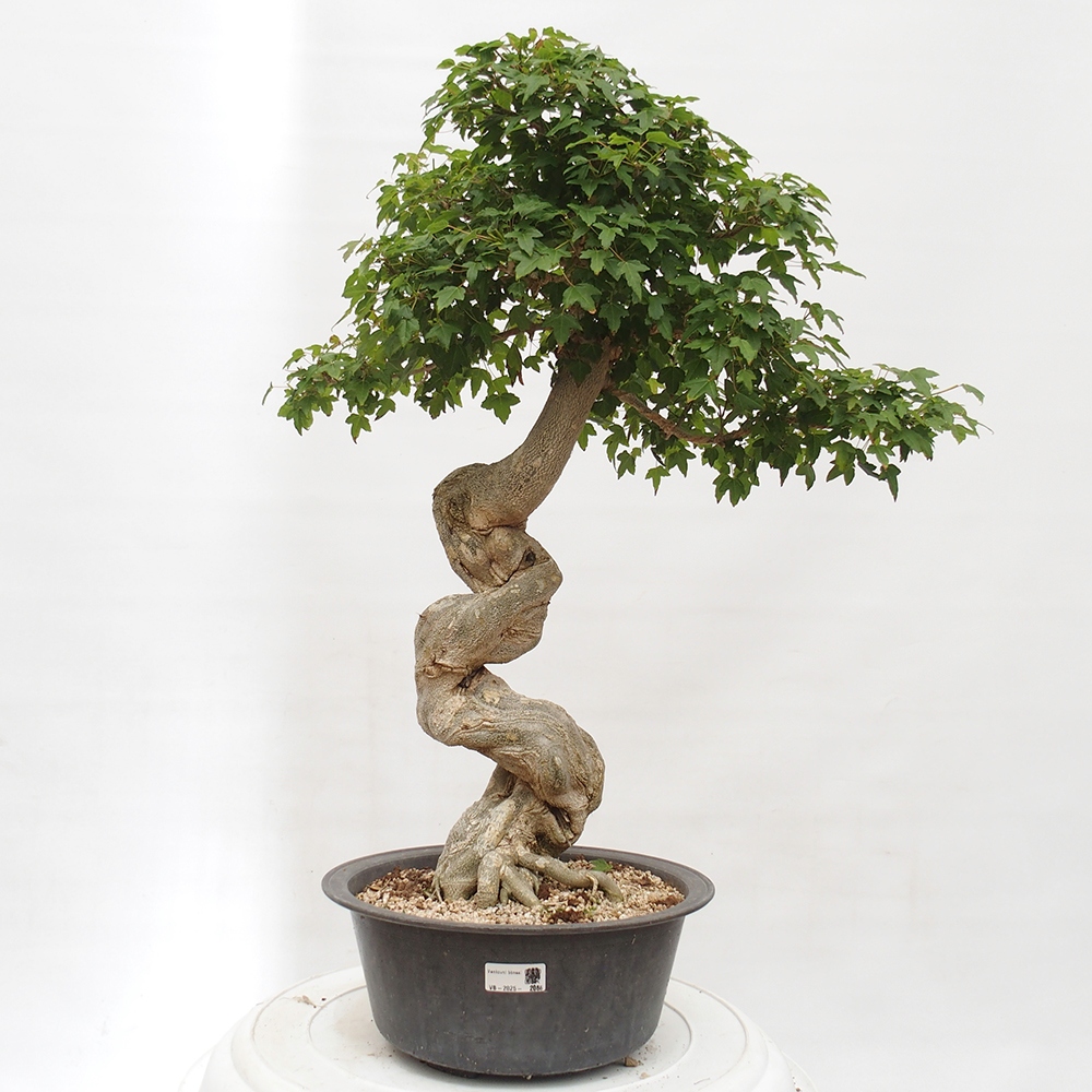Vonkajšie bonsai - Javor Buergerianum - Javor Burgerův