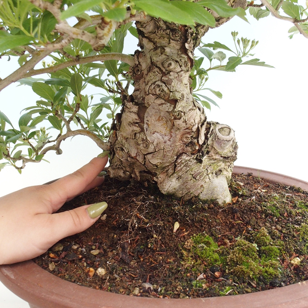 Vonkajší bonsai - Hloh klinovitý - Crataegus cuneata