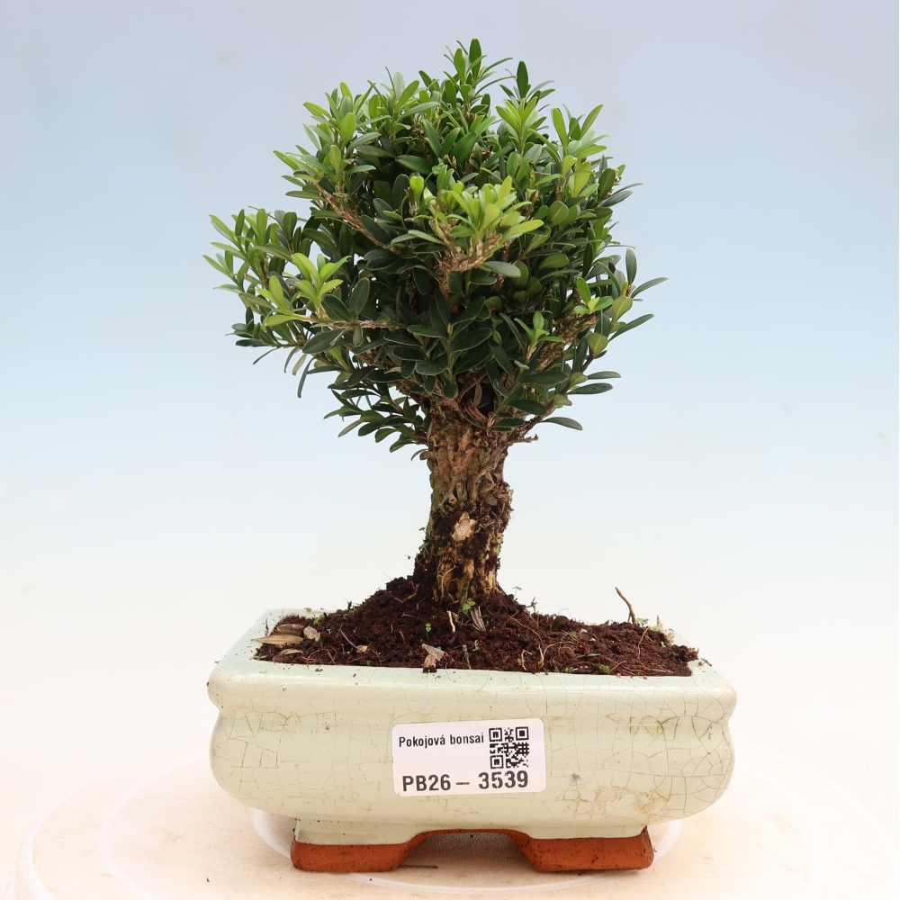 Izbové bonsaje - Buxus harlandii - korkový buxus