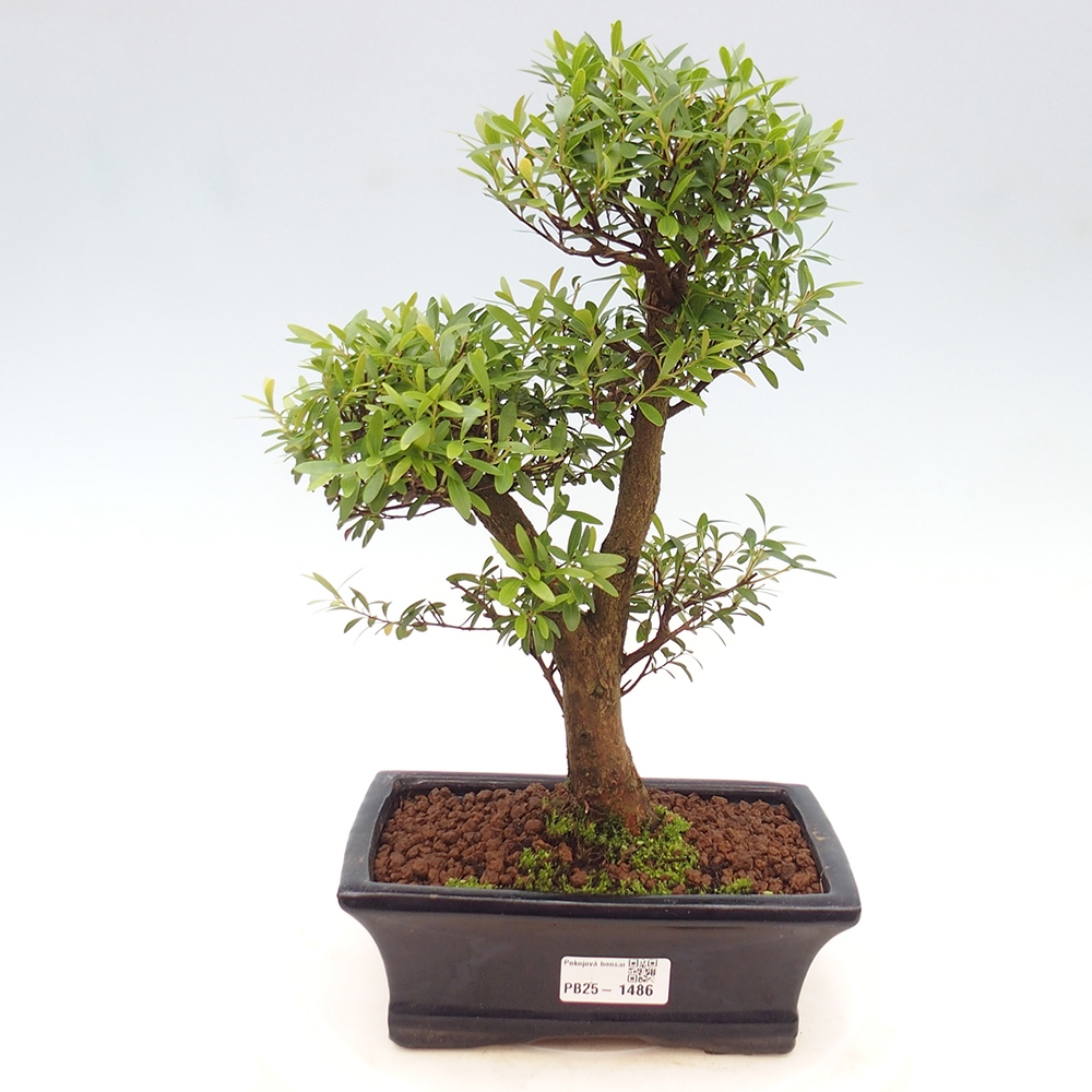 Izbová bonsai - Syzygium - pimentovníka