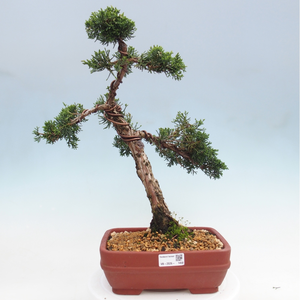 Vonkajší bonsaj - Juniperus chinensis Kishu