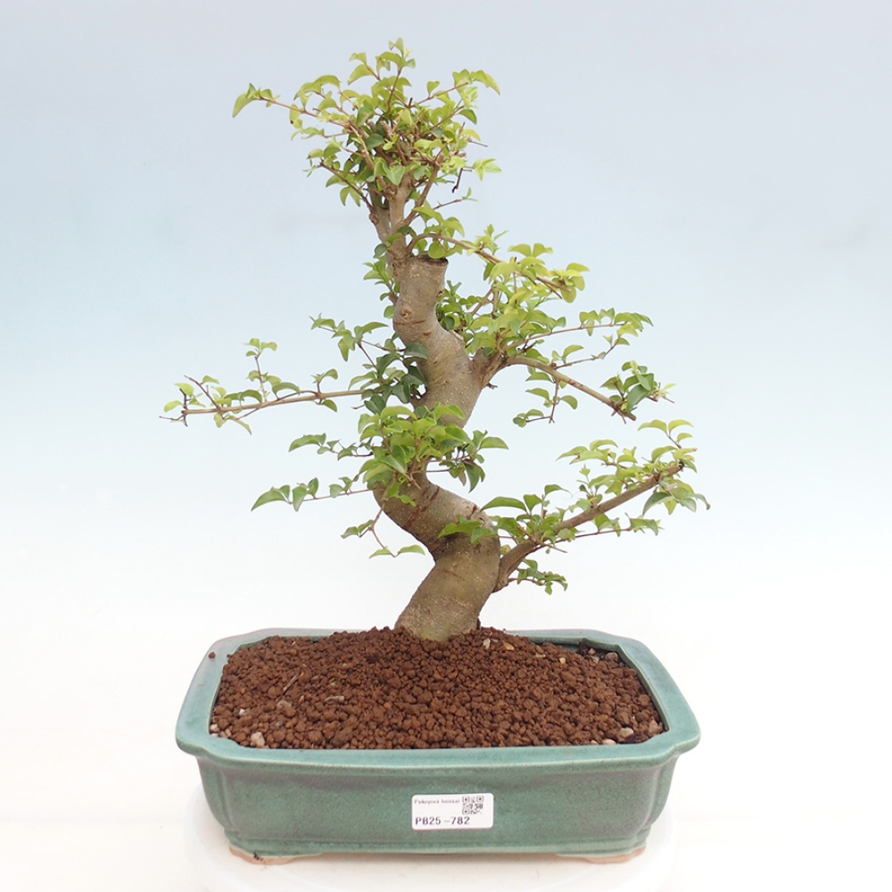 Izbová bonsai -Ligustrum chinensis - Vtáčí zob