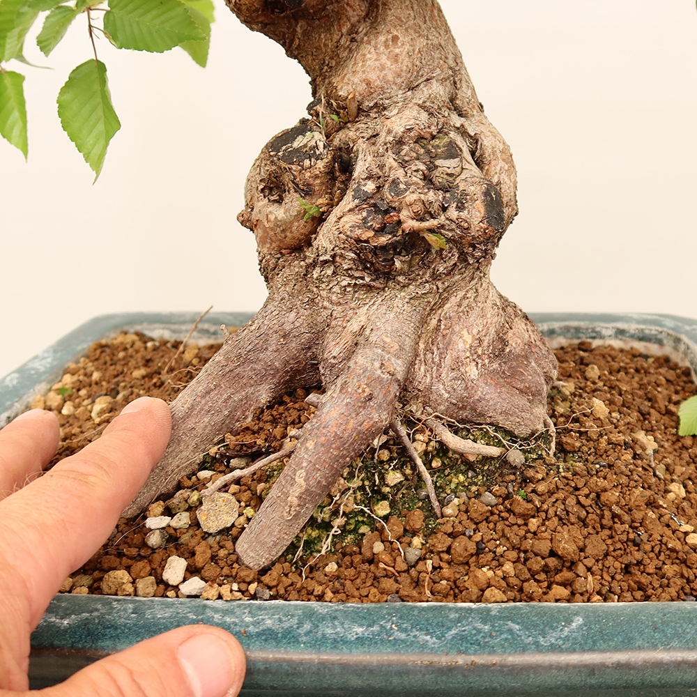 Vonkajší bonsai -Carpinus Coreana - Hrab kórejský