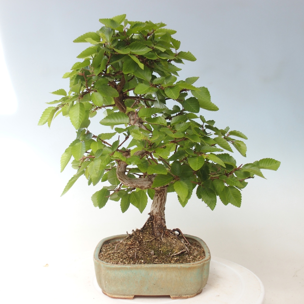 Vonkajšie bonsaje -Carpinus CARPINOIDES - Hrab kórejský
