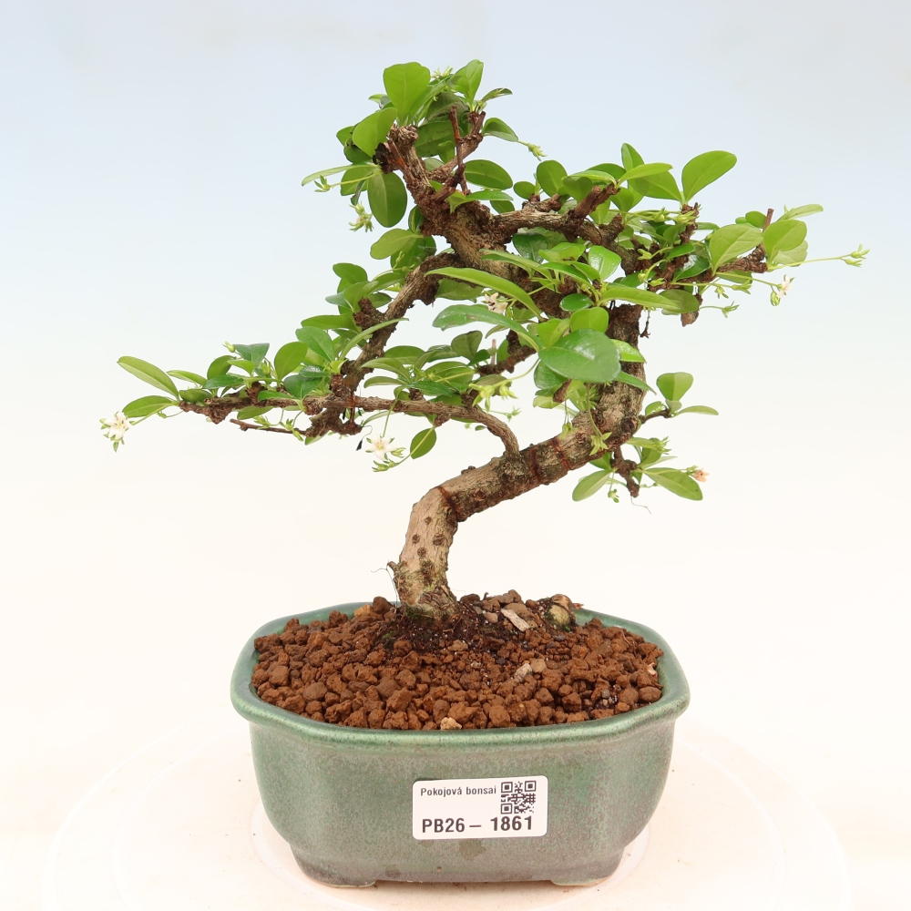 Izbové bonsaje - Carmona macrophylla - Tea fuki
