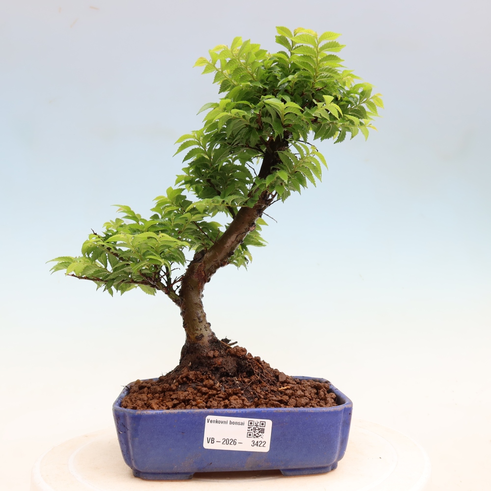 Vonkajší bonsai – Ulmus Jacqueline Hillier – javor krásny