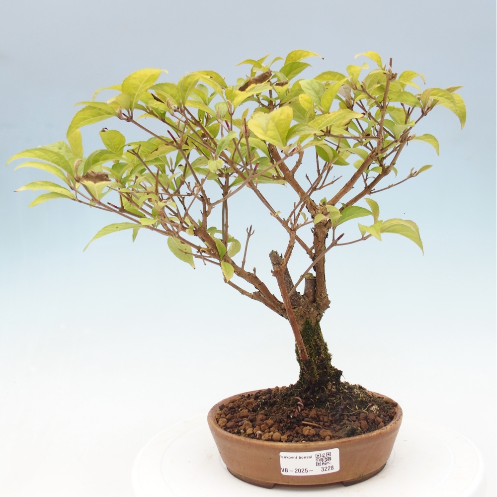 Vonkajšia bonsai - krásnoplodka - Callicarpa jap. Leucocarpa
