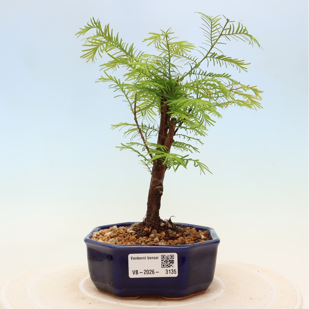 Vonkajšie bonsaje - Metasequoia glyptostroboides - čínska metasekvoja