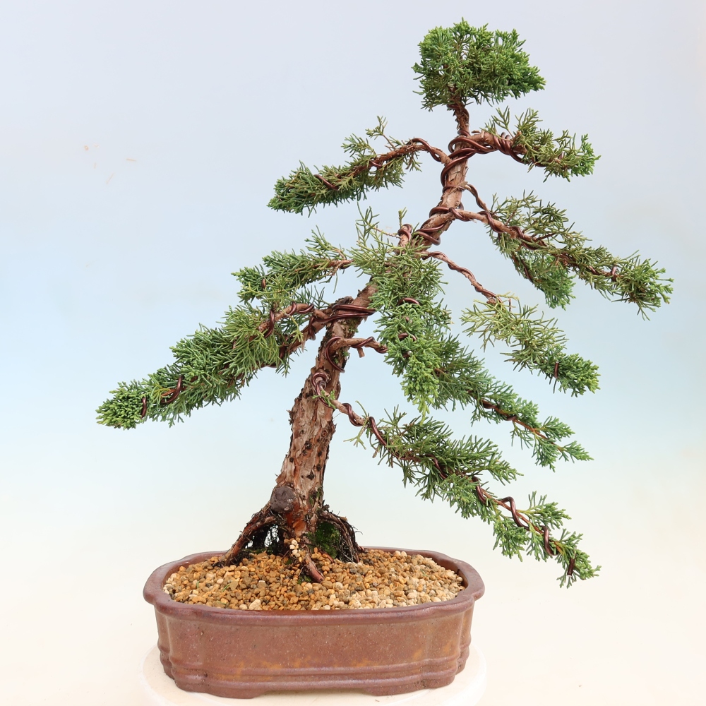 Vonkajší bonsaj - Juniperus chinensis Kishu