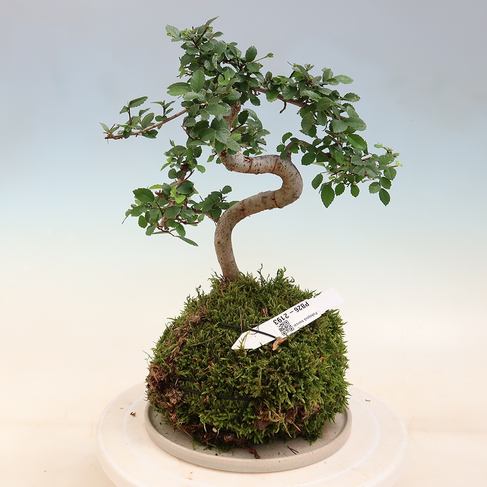 Kokedama s miskou – Ulmus parvifolia – jaseň malolistý