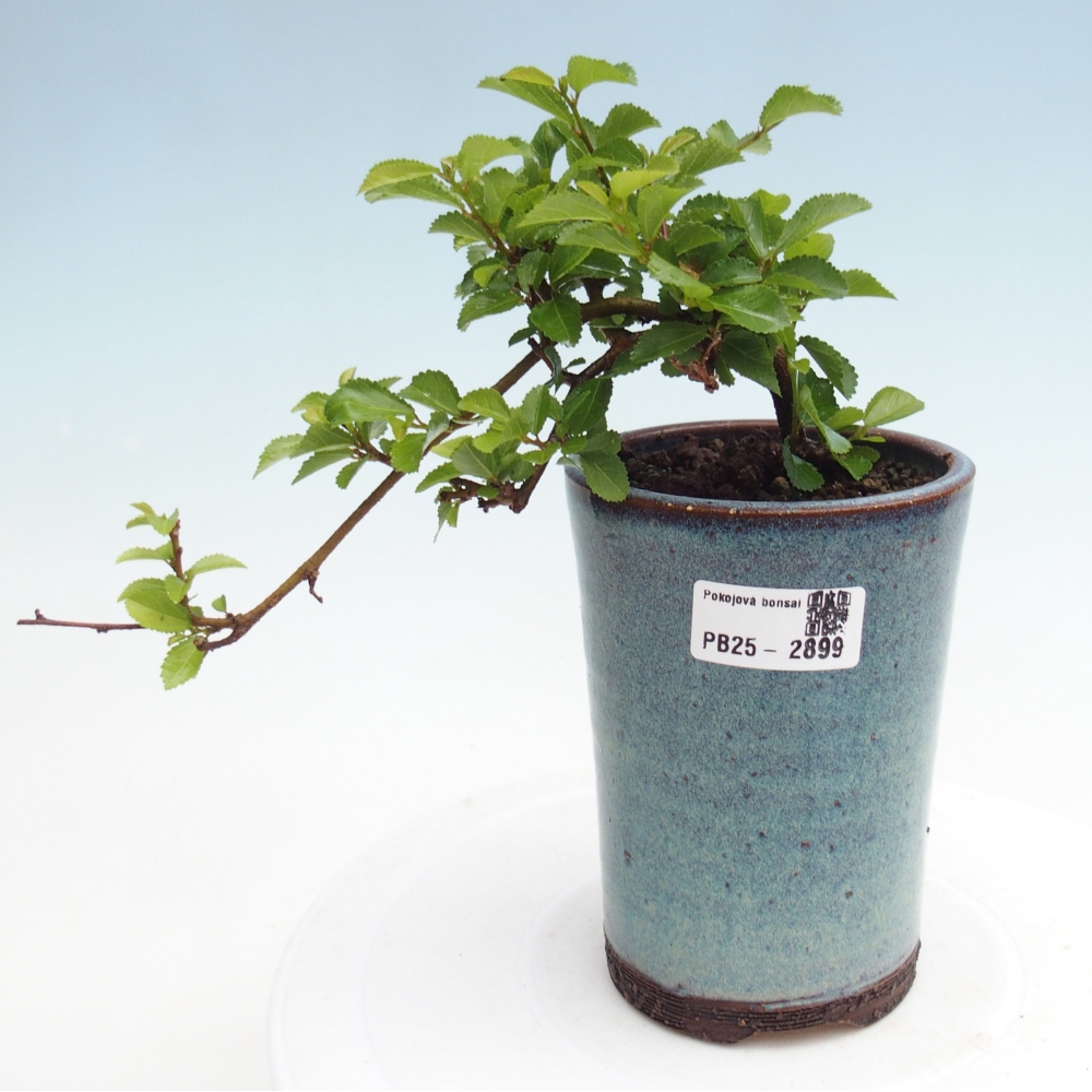 Izbová bonsai - Grewia occidentalis - Hviezdica levanduľová