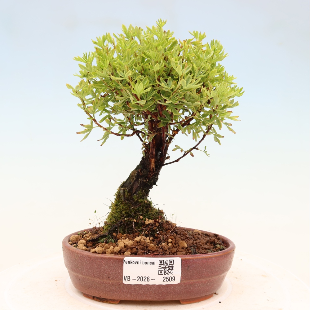Vonkajšie bonsaje - Potentila fruticosa
