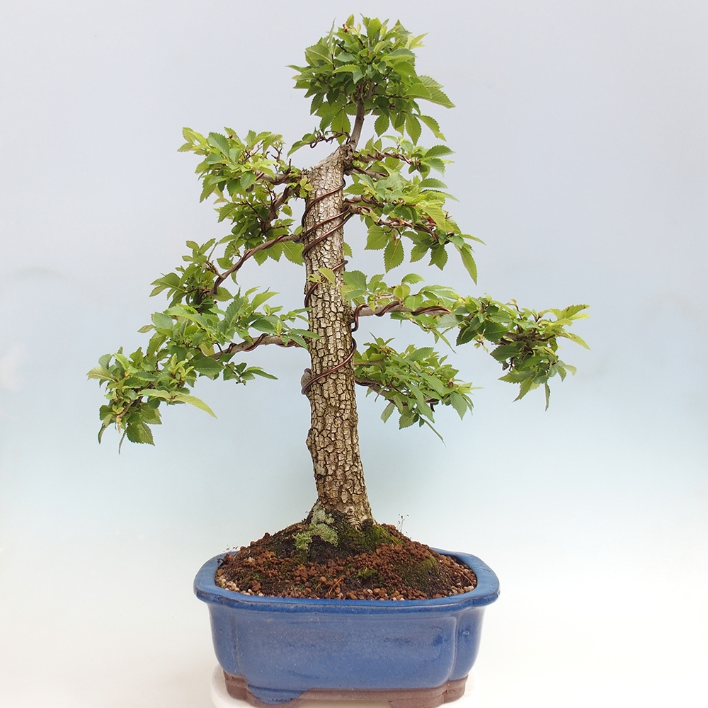 Vonkajšie bonsai - Zelkova - Zelkova Nirom