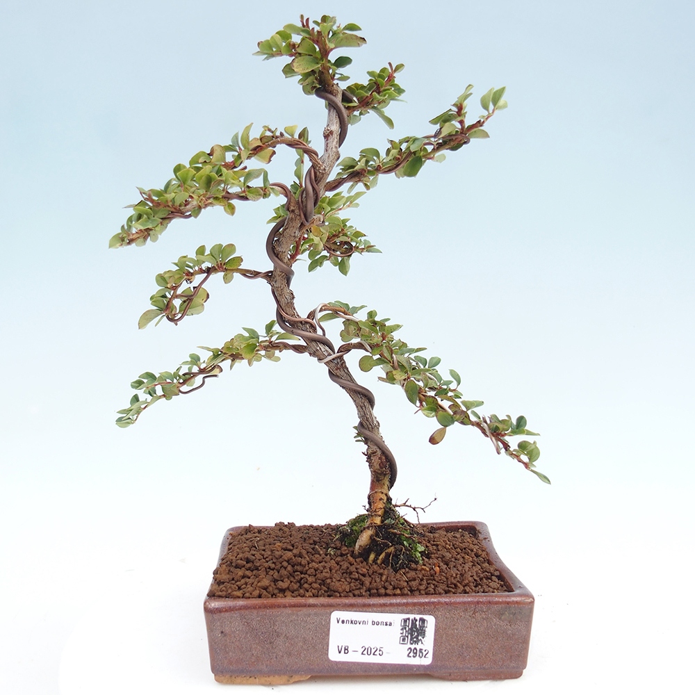 Vonkajší bonsai - Cotoneaster horizontalis - Skalník
