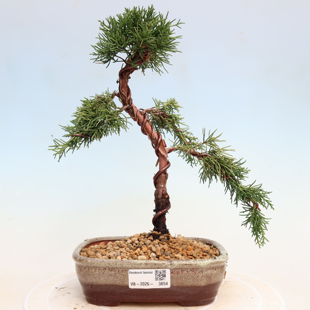 Vonkajší bonsaj - Juniperus chinensis Kishu