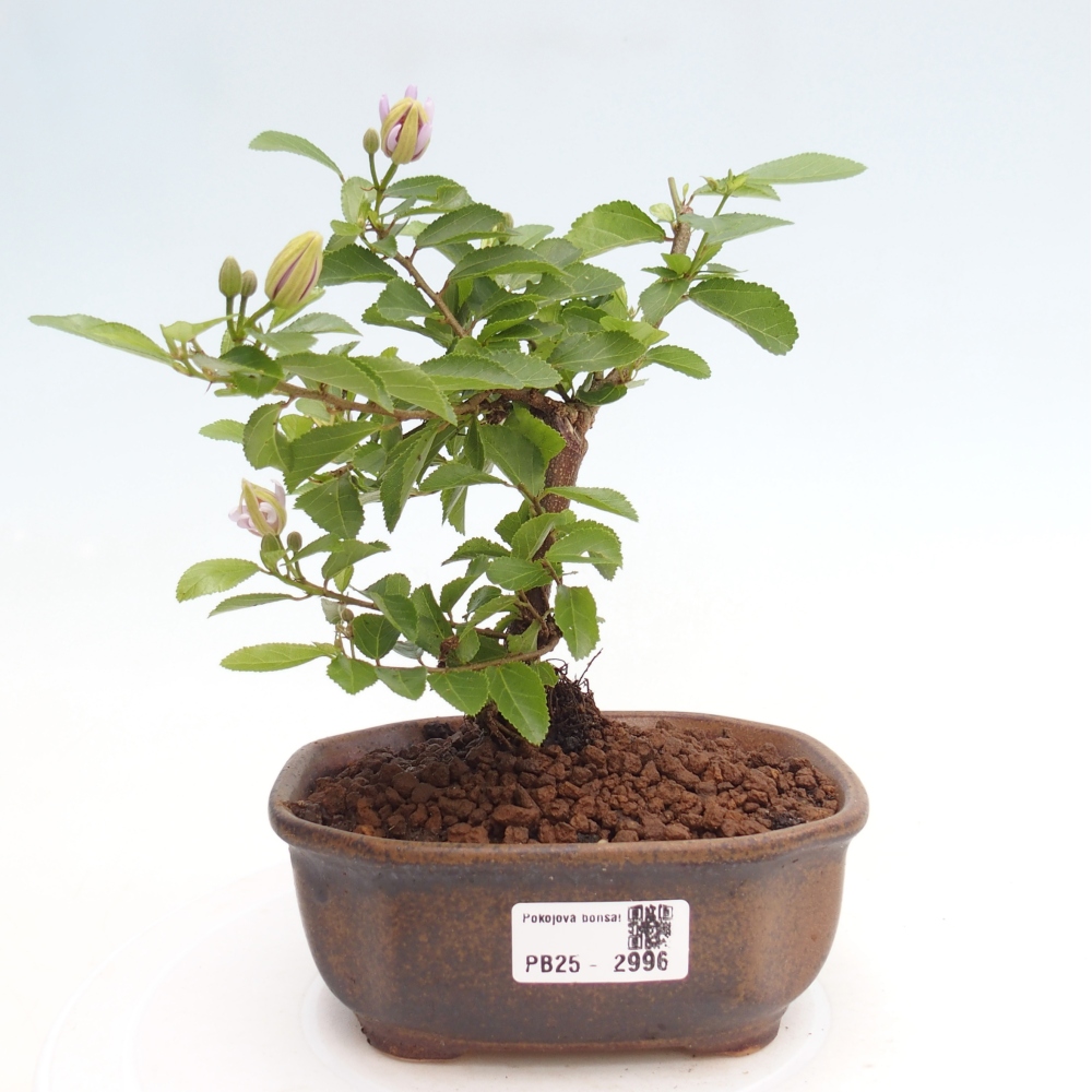 Izbová bonsai - Grewia occidentalis - Hviezdica levanduľová