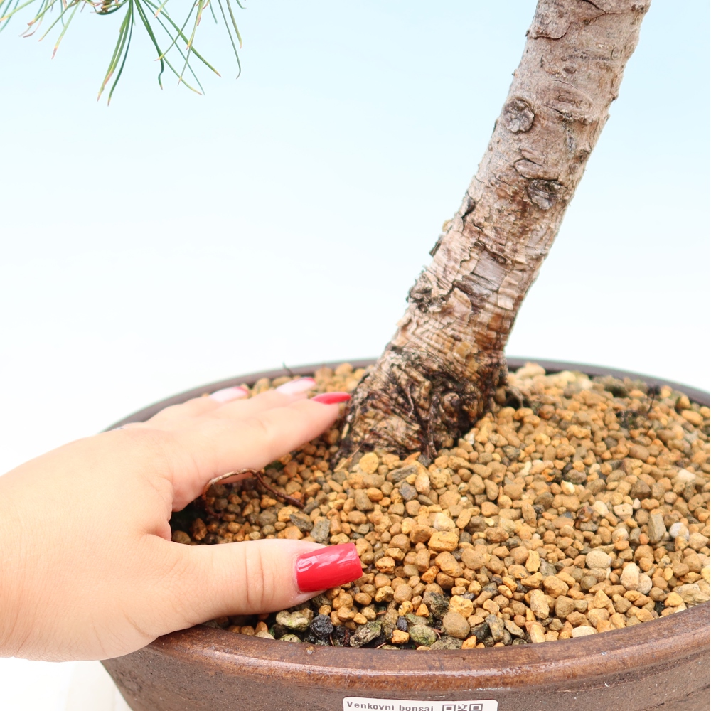 Vonkajšie bonsaje -Larix decidua - Smrekovec