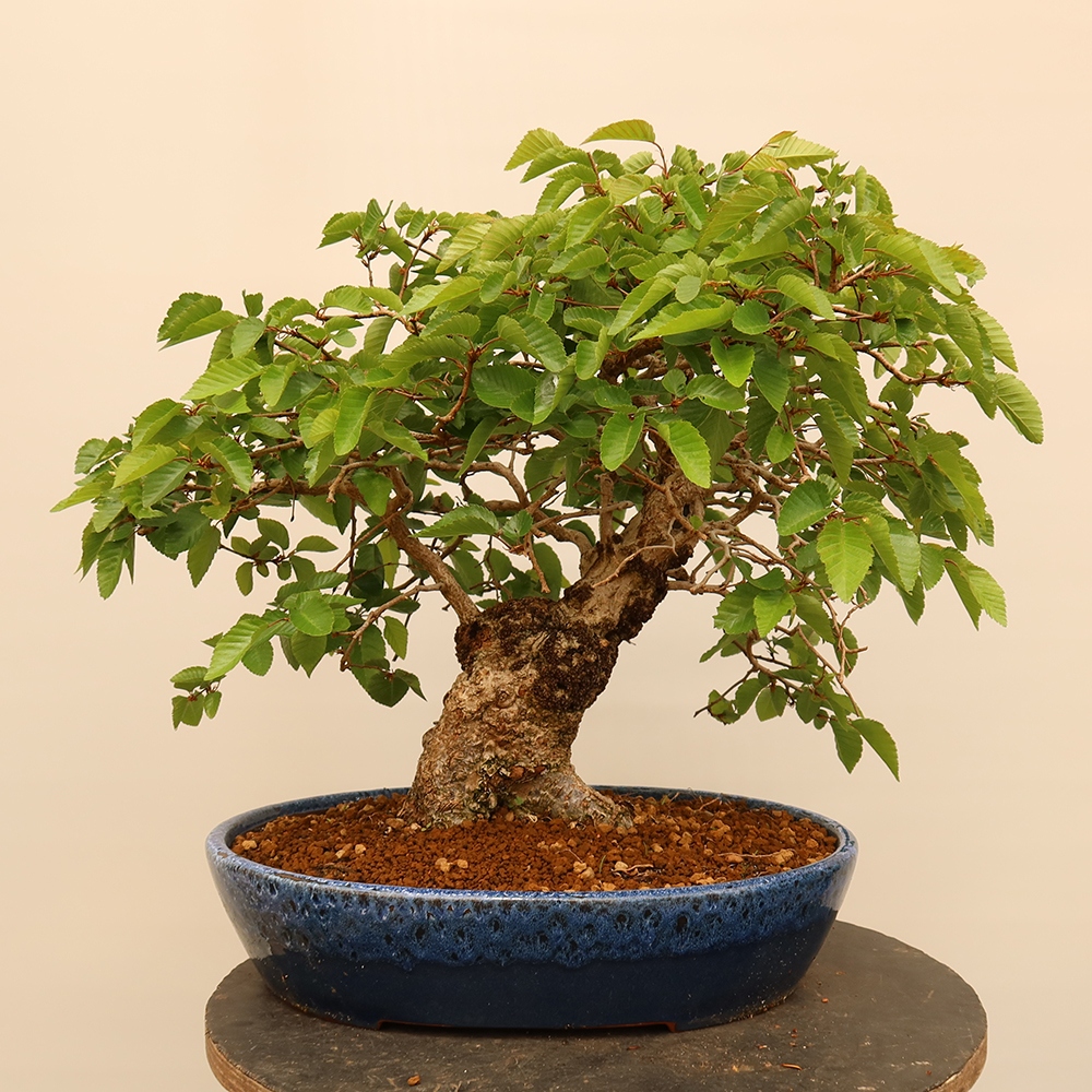 Vonkajší bonsai -Carpinus Coreana - Hrab kórejský