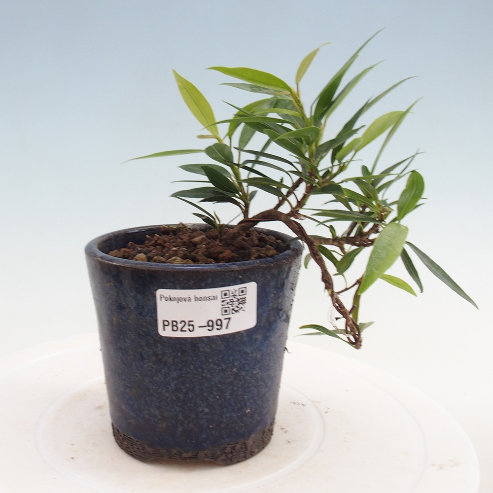 Izbová bonsai - Ficus nerifolia - malolistý fikus