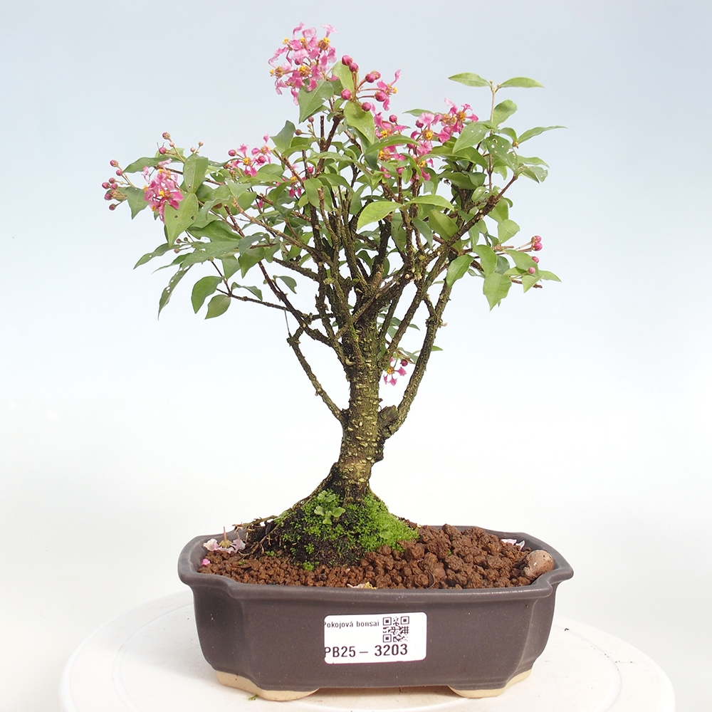 Izbová bonsai - Malpighia coccigera- Barbdorská čerešňa